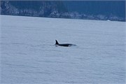 72-KenaiFjordWildlife