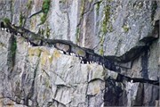 75-KenaiFjordWildlife