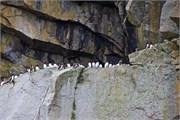 78-KenaiFjordWildlife