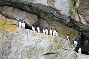 79-KenaiFjordWildlife