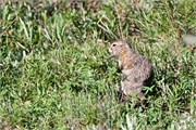 11-44-DenaliParkTour2017