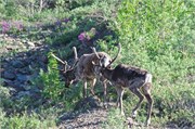 30-83-DenaliParkTour2017