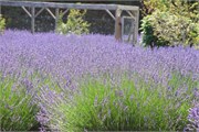 17-Sequim-PortAngeles_WA