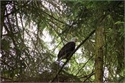 09-Dungeness-WA
