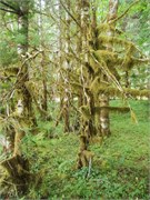 07-OlympicNatlParkWA