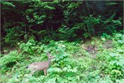 21-OlympicNatlParkWA