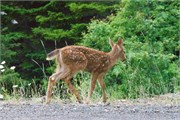 24-OlympicNatlParkWA