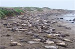 003-001-ElephantSeals