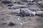 004-006-ElephantSeals