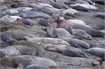 005-008-ElephantSeals