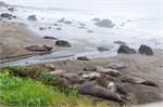 006-002-ElephantSeals