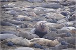 007-003-ElephantSeals