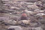 008-004-ElephantSeals