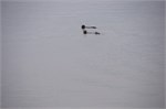 009-010-MorrowBay