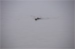 010-011-MorrowBay