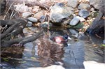 014-02-Featherdale