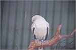 015-03-Featherdale