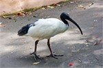 016-04-Featherdale