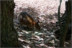 017-05-Featherdale