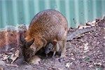 019-07-Featherdale