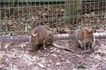 021-09-Featherdale