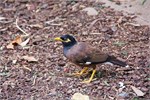 022-10-Featherdale