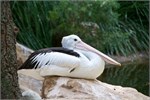 025-17-Featherdale