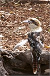 033-25-Featherdale
