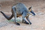 036-29-Featherdale