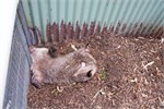 064-60-Featherdale