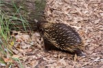 065-61-Featherdale