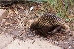 066-62-Featherdale