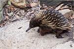 067-63-Featherdale