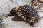 068-64-Featherdale