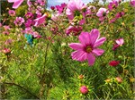 096-15-BotanicalGardens