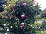 103-23-BotanicalGardens