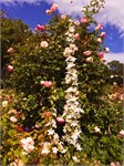 104-24-BotanicalGardens