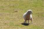 123-31-PencarrowStationNZ