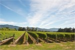 125-17-MoaBreweryNZ