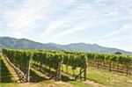 126-15-MoaBreweryNZ
