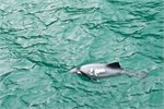 129-09-HectorsDolphin