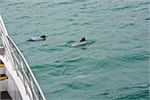 130-10-HectorsDolphin