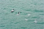 131-11-HectorsDolphin