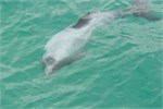 132-12-HectorsDolphin