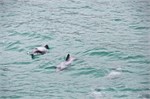 133-13-HectorsDolphin