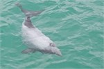 134-14-HectorsDolphin