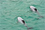 136-16-HectorsDolphin