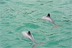 137-17-HectorsDolphin