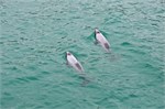 138-18-HectorsDolphin