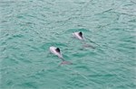 139-19-HectorsDolphin